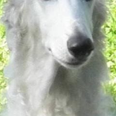 Borzois from Anotak Borzoi