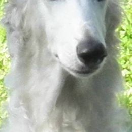 Borzois from Anotak Borzoi