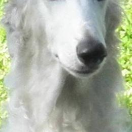 Borzois from Anotak Borzoi