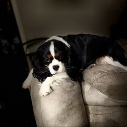 Paris - Cavalier King Charles Spaniel