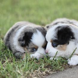 Toy Australian Shepherd Puppies from Shooting Stars Ranch Toy and Mini Aussies