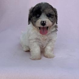 Abner - Apricot male Maltipoo puppy in Berea, Kentucky from Blair’s Furry Friends