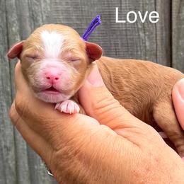Love - Red  female Goldendoodle puppy in Newnan, Georgia from Wagging Tailz Pups