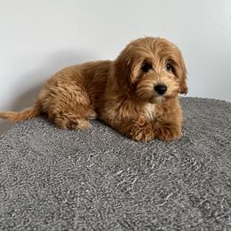 Cavalier King Charles Spaniel, Cavapoochon, and Goldendoodle Puppies from Timshell Farm: Specialty Crossbreed Puppies