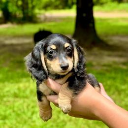Rey AKC OFA CHIC - Black and cream female Dachshund puppy in El Dorado, Arkansas from LovelylilDoxies