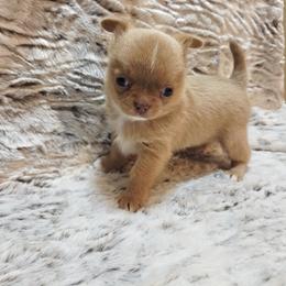 Chocolate sable - Chocolate sabled fawn male Chihuahua puppy in Richmond, Virginia from Breens