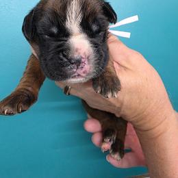 Piper - Fawn female Boxer puppy in Upper Sandusky, Ohio from Cornish Canines