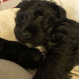 Miniature Schnauzer and Poodle Puppies from Bits & Bytes Farm