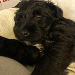 Miniature Schnauzer and Poodle Puppies from Bits & Bytes Farm