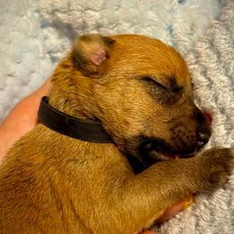 Black - Wheaten male Soft Coated Wheaten Terrier puppy in Gordonville, Texas from Serenity Valley Wheatens