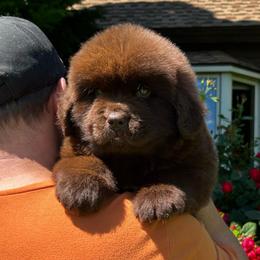 Brown Female - Brown female Newfoundland puppy in New York from Johnson Farms