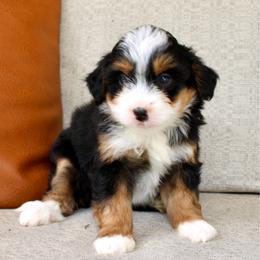 Allie - Tri-color female Bernedoodle puppy in Apple Creek, Ohio from Cuddle Paws