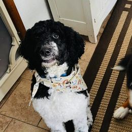 Aussiedoodles and Bernedoodles from West by God Doods