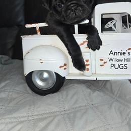 Jack - Black male Pug puppy in Janesville, Wisconsin from Annie's Willow Hill Pugs