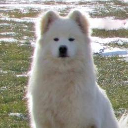 English Springer Spaniels and Samoyeds from Whitestone Samoyeds and Spaniels