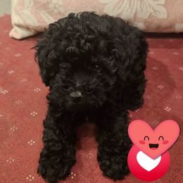Poodle Puppies from Ms. Julia's Poodle Manor