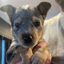 Australian Cattle Dog Puppies from Pointless Acres
