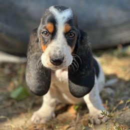 Pink Collar Female - Black brown and white female Basset Hound puppy in Lindley, New York from Hill Top Basset Hounds & Cane Corso