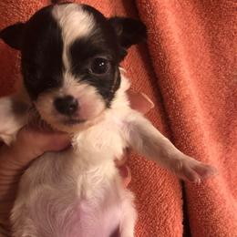 Gale Weathers - Black and white female Chihuahua puppy in Amelia, Virginia from Pannell’s Precious Pups