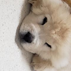 Chow Chow Puppies from Breeding