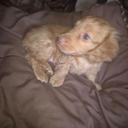 Mocha dark chocolate cream girl - Cream female Dachshund puppy in Madisonville, Tennessee from LaRose Farm & Kennels