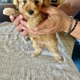 Poodle Puppies from ItalianToyPoodles