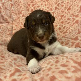 Reba - Red tri-color female Australian Shepherd puppy in Roff, Oklahoma from Circle J Aussies