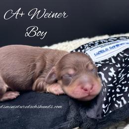 A plus Weiner - Chocolate and cream male Dachshund puppy in Montevallo, Alabama from Mallard's Miniature Dachshunds