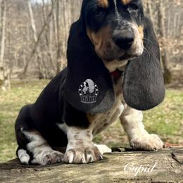 Cupid - Black white and brown male Basset Hound puppy in Dingess, West Virginia from Tuckers' Howling Hounds