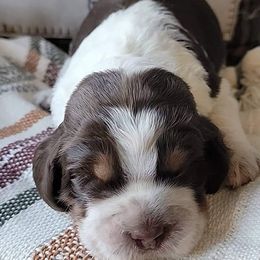 English Springer Spaniels from Tenn South Springer Spaniels