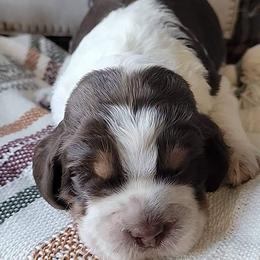 English Springer Spaniels from Tenn South Springer Spaniels