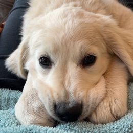 Golden Retriever Puppies from Avalon English Retrievers