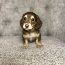 Vera - Chocolate and cream female Dachshund puppy in Fort Gibson, Oklahoma from Cooper’s Dachshunds