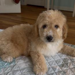 Prince - Cream male Goldendoodle puppy in Pensacola, Florida from Goldendoodles Love You in Pensacola Friend Edition