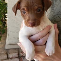 Rat Terrier Puppies from Dal Cais Rat Terriers