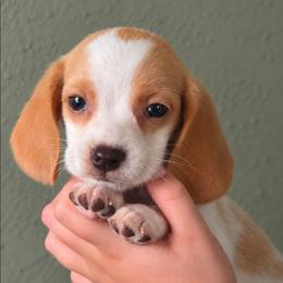 Lemonhead - Lemon and white male Beagle puppy in Lake City, Florida from Sunkissed Beagles