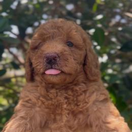 Marmee - Red  female Goldendoodle puppy in Cocoa, Florida from The Coastal Homestead