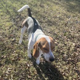 Sucker - Beagle