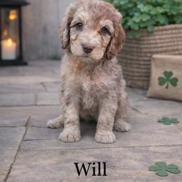 Will Byers - Chocolate merle male Bernedoodle puppy in Bennett, Colorado from Darling Paws, LLC
