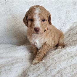 Orange - Apricot female Goldendoodle puppy in Cumming, Georgia from Chattahoochee Kennels