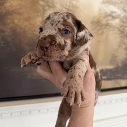Male 1 and 2 - Red merle male Catahoula Leopard Dog puppy in Manchester, Tennessee from Middle TN Leopard Catahoulas and Middle TN Bassett Hounds