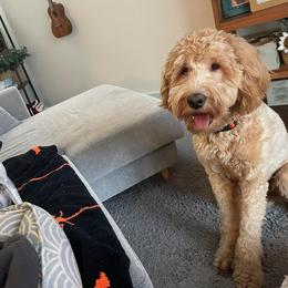 Goldendoodle All Grown Up from Goldenvalley Doodles