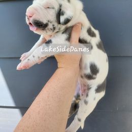 Bubbles - Harlequin female Great Dane puppy in Port Clinton, Ohio from LakeSide Danes