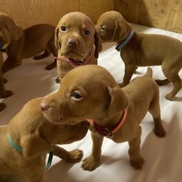 Vizsla Puppies from Waterfall Ranch Hungarian Vizslas