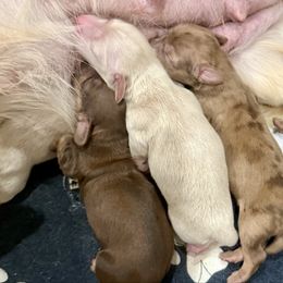 Strudel 3500 - Cream male Dachshund puppy in Winter Haven, Florida from Dreamwork Dachshunds