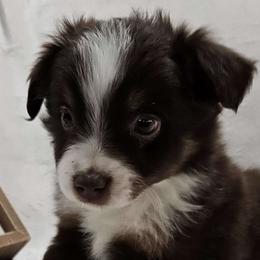 Smooch - Red tri Miniature Australian Shepherd puppy in Olton, Texas from Rejino Mini & Toy Aussies