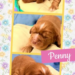 Penny - Chocolate female Cavalier King Charles Spaniel puppy in Spring Hill, Florida from Wonderland Cavaliers