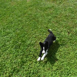 Border Collie Puppies from Porter’s Borders