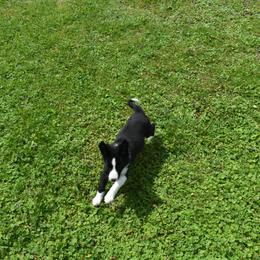 Border Collie Puppies from Porter’s Borders