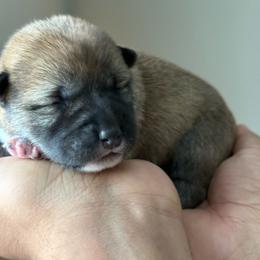 Pink - Sesame female Shiba Inu puppy in Elizabeth, New Jersey from Shiba Inu Loving Care